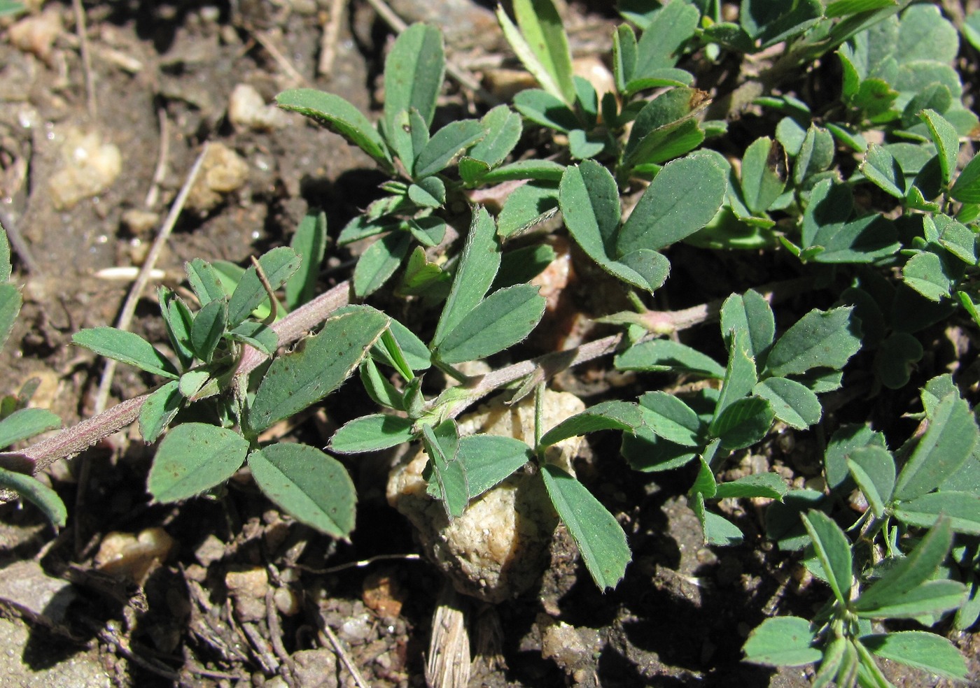 Image of genus Medicago specimen.