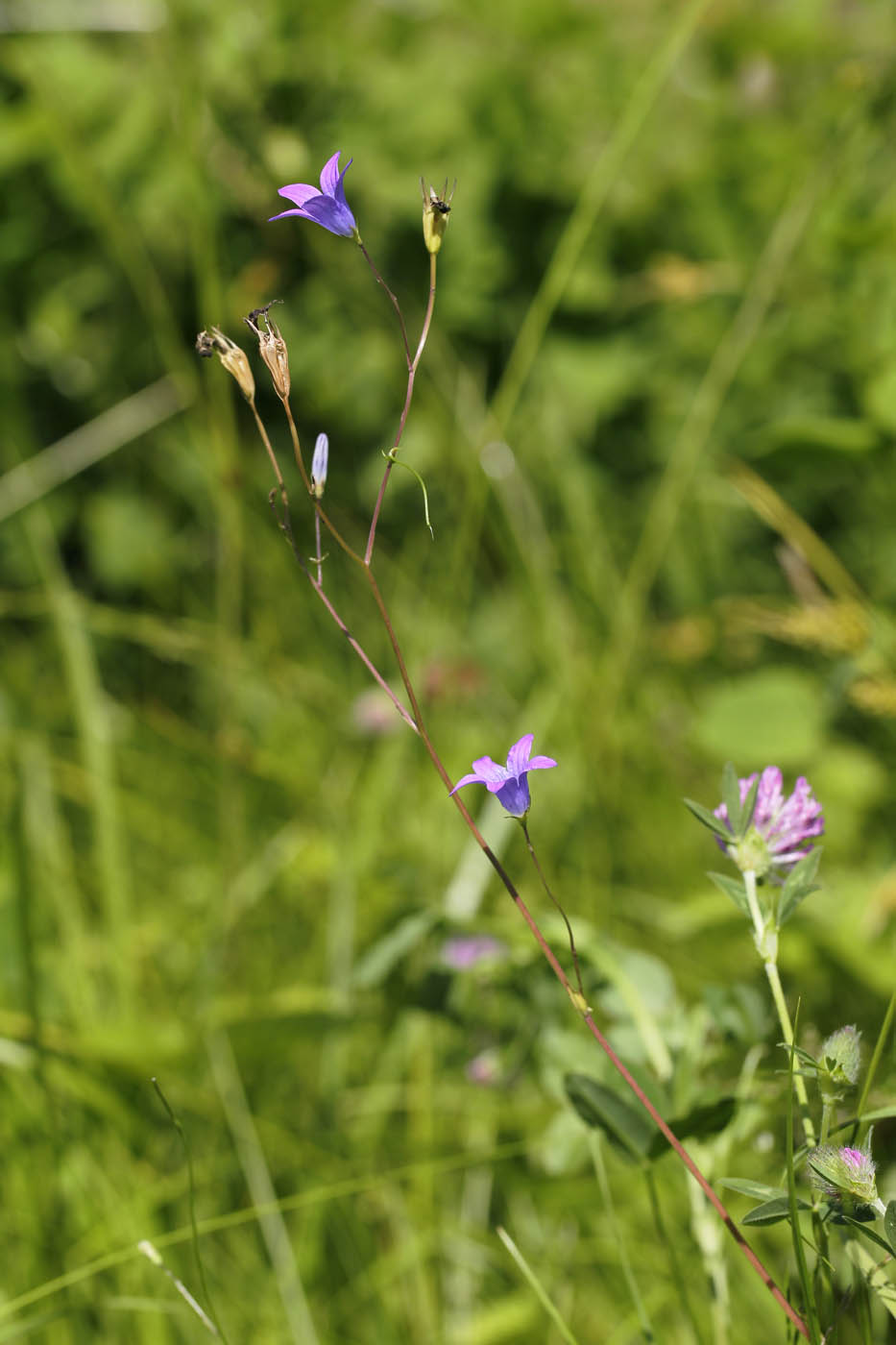 Image of Campanula patula specimen.