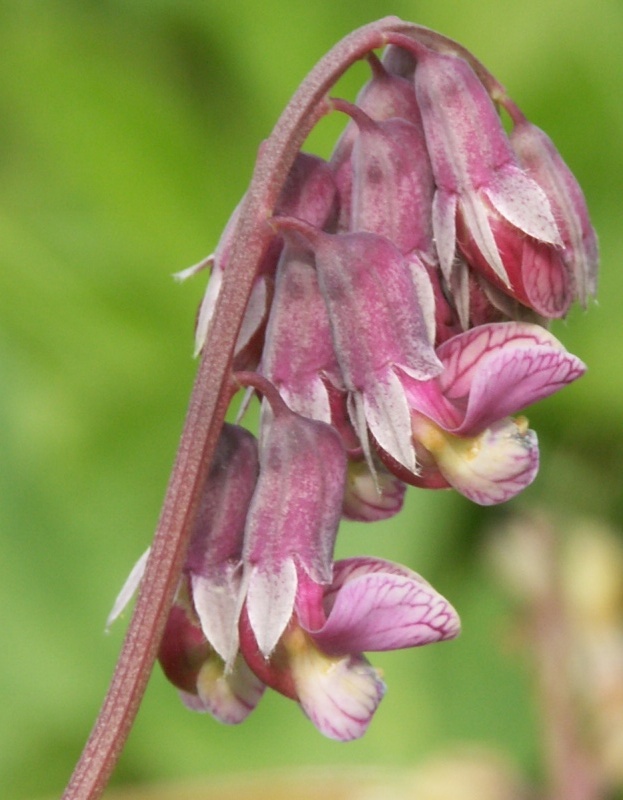 Image of Lathyrus pisiformis specimen.