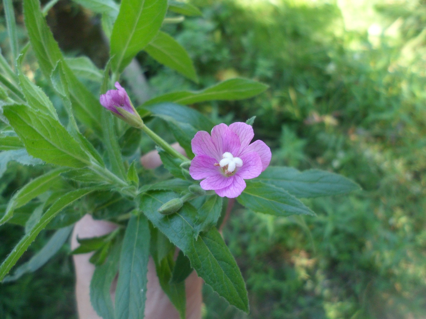 Image of Epilobium hirsutum specimen.