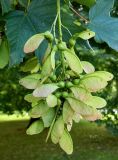 Acer pseudoplatanus. Соплодия. Нидерланды, г. Маастрихт, озеленение. Июль.