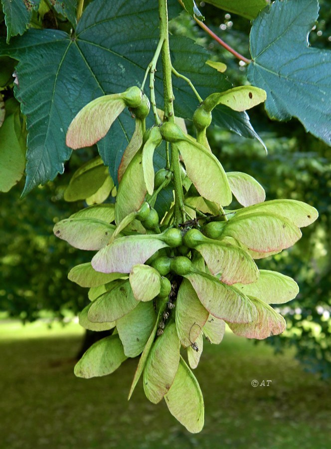 Изображение особи Acer pseudoplatanus.