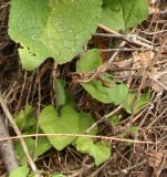 Verbascum nigrum