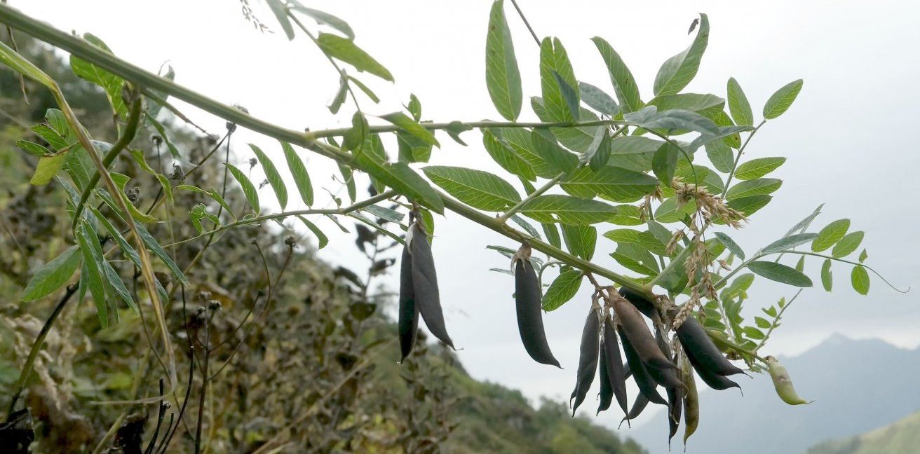 Изображение особи Vicia balansae.