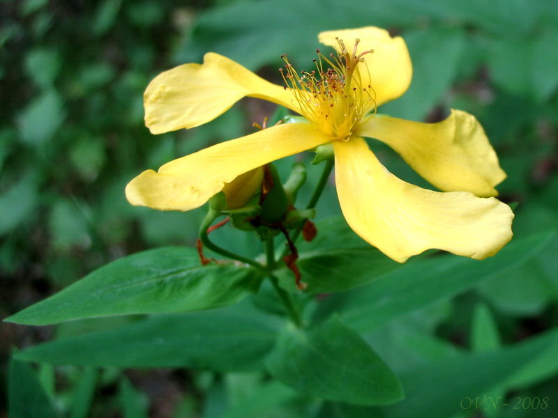 Image of Hypericum ascyron specimen.