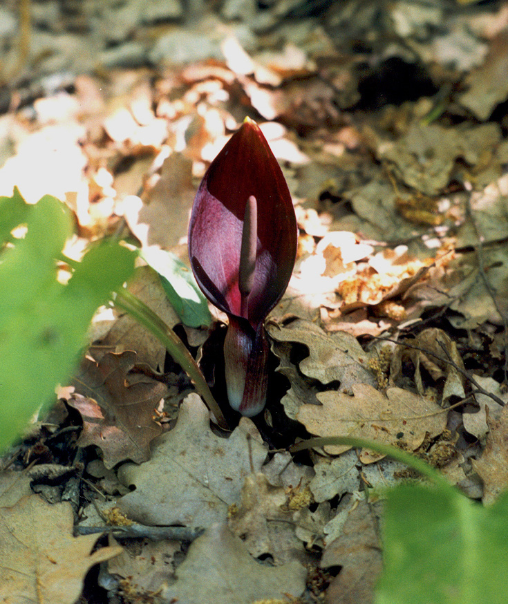 Image of Arum elongatum specimen.