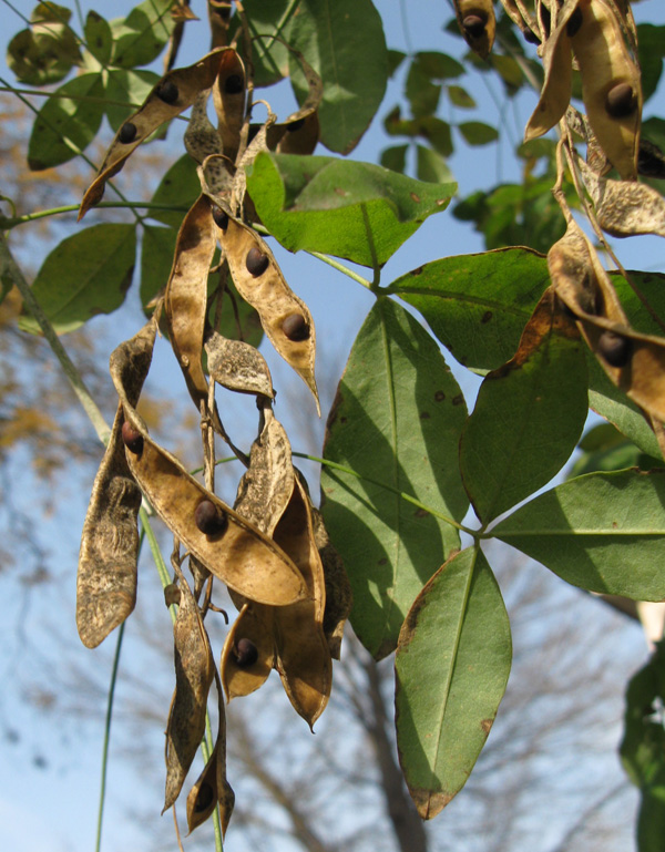 Image of Laburnum anagyroides specimen.