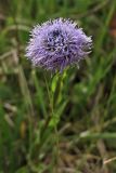 Globularia bisnagarica