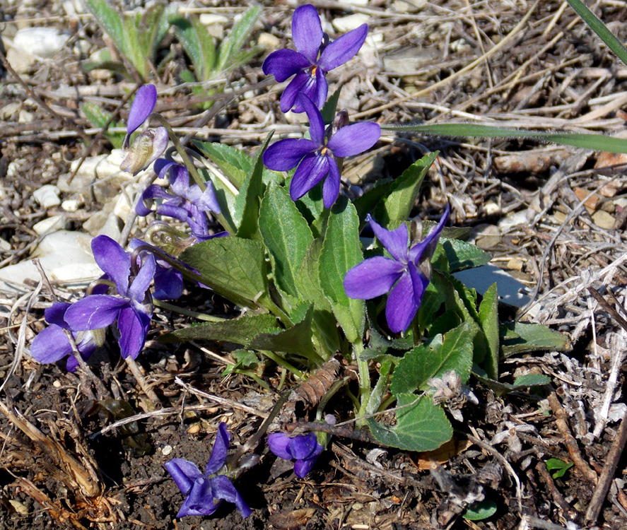 Image of Viola ambigua specimen.