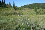 Cichorium intybus