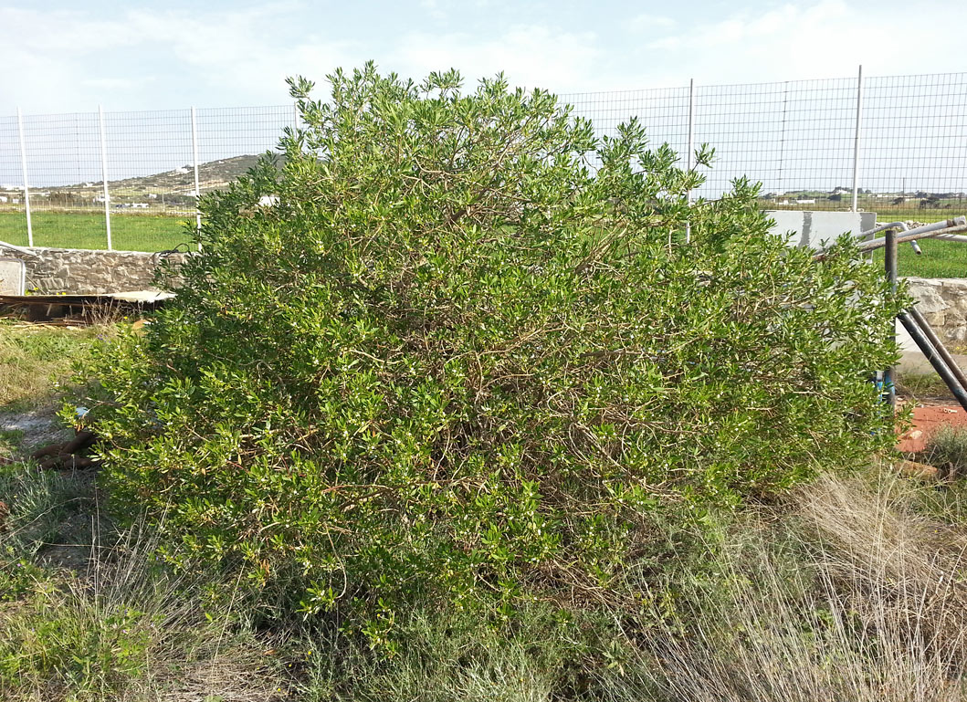 Image of Myoporum acuminatum specimen.