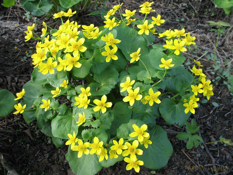 Image of Caltha sibirica specimen.