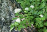 Spiraea beauverdiana