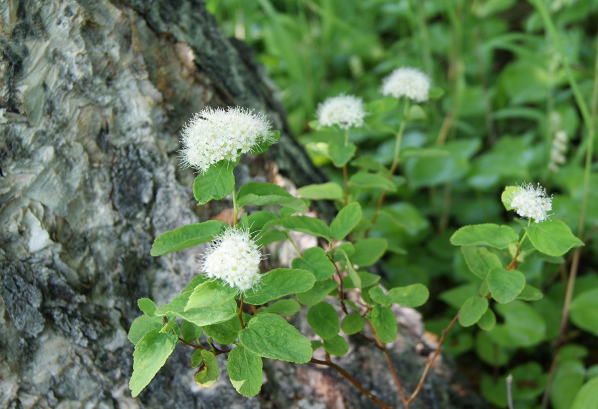 Image of Spiraea beauverdiana specimen.