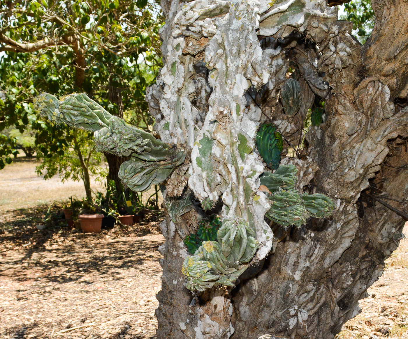 Image of Cereus peruvianus var. monstrosus specimen.