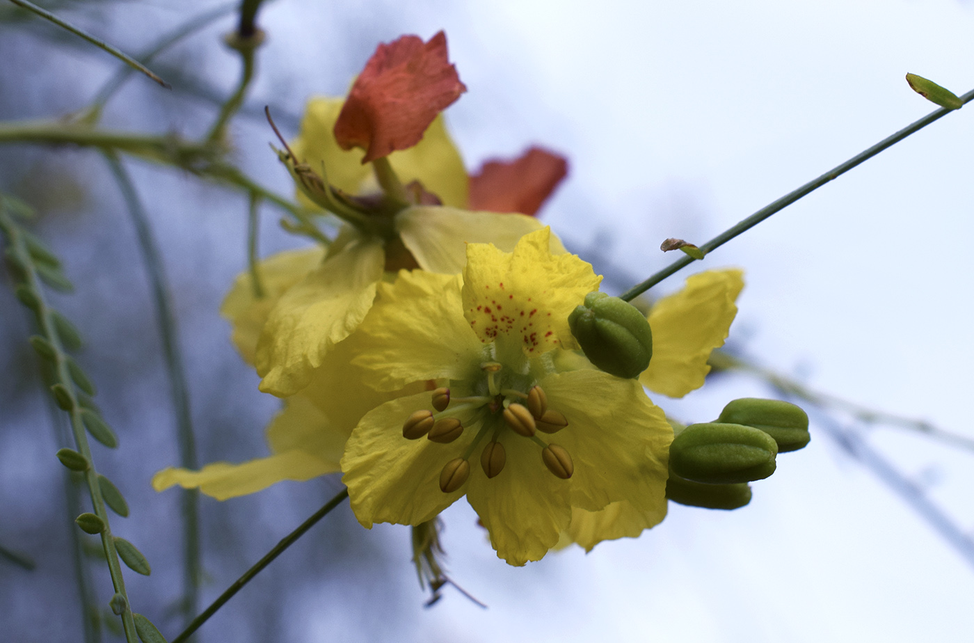 Image of Parkinsonia aculeata specimen.