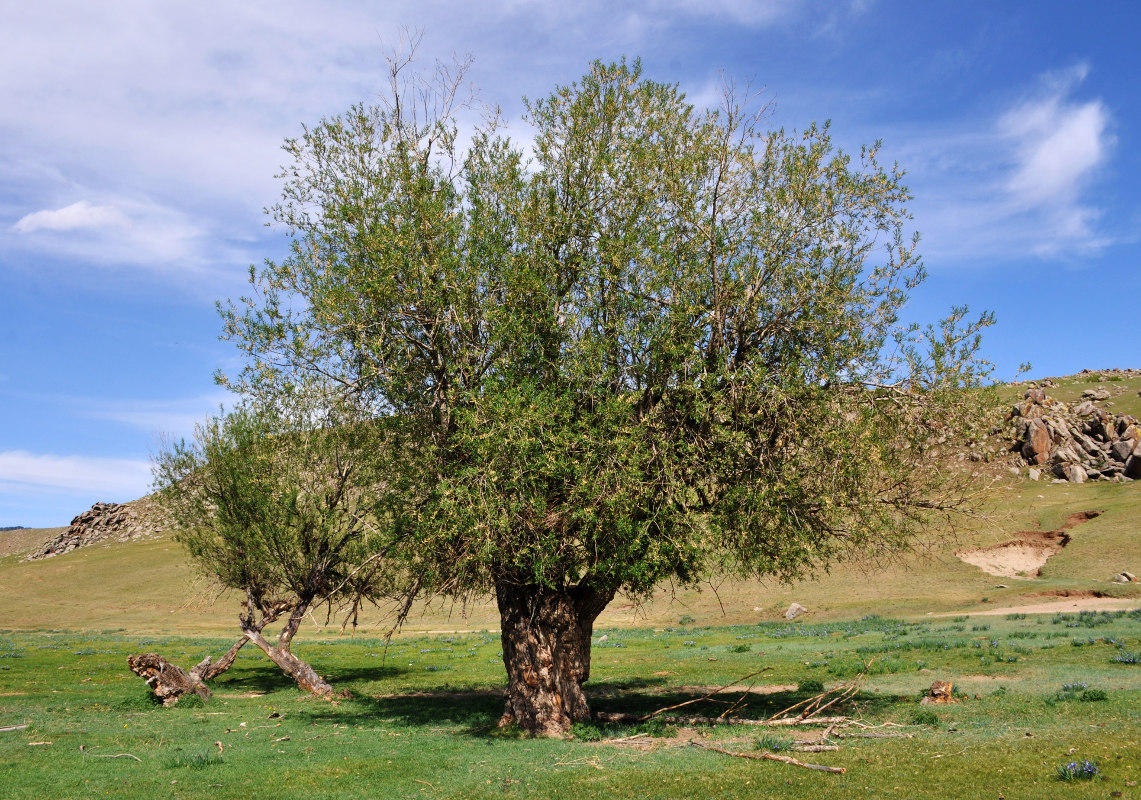 Image of genus Salix specimen.