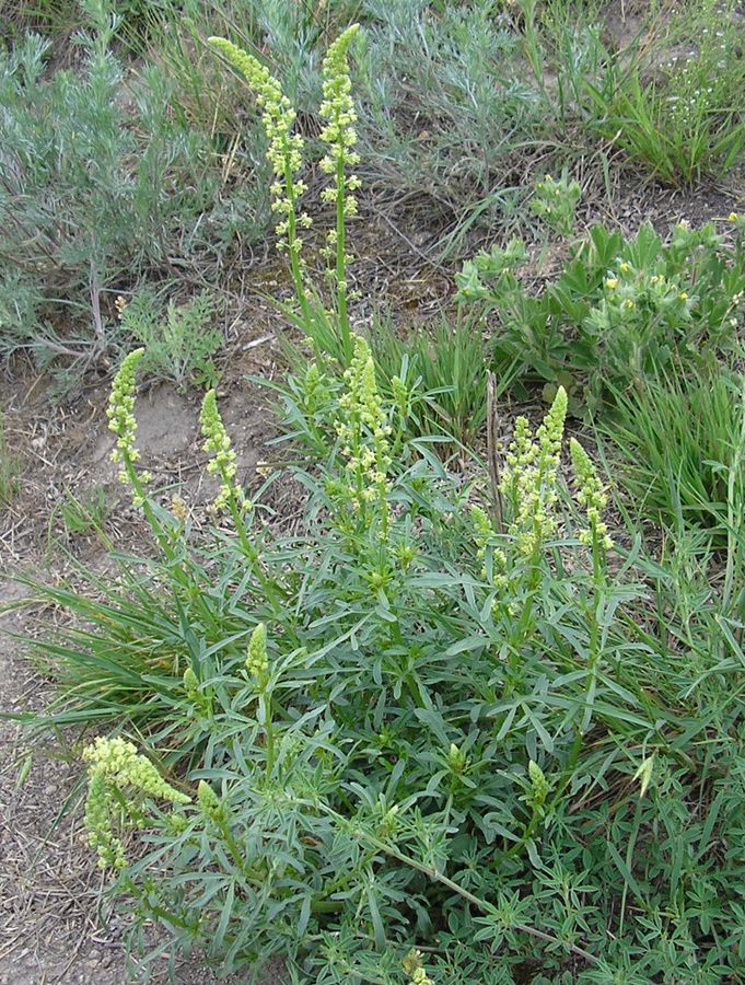 Изображение особи Reseda lutea.