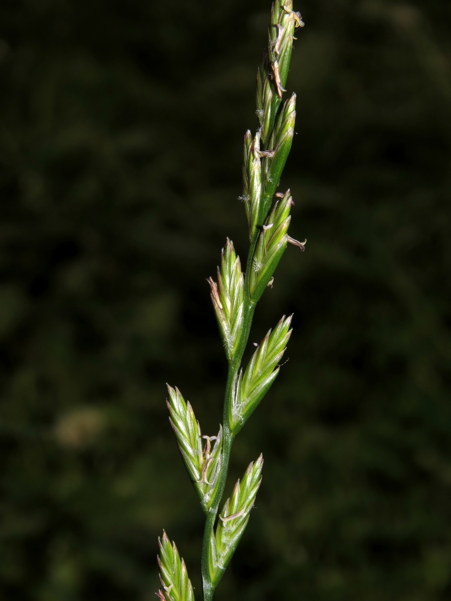 Image of Lolium perenne specimen.