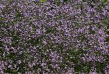 Limonium myrianthum. Часть верхушек цветущих побегов (вид сверху). Восточный Казахстан, г. Усть-Каменогорск, парк Жастар, в культуре. 11.08.2017.