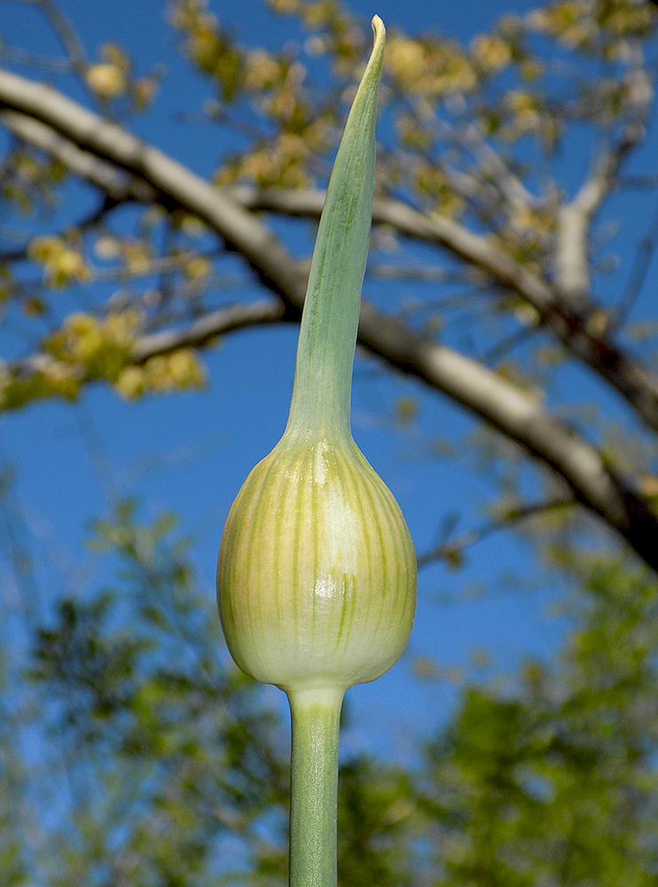 Image of Allium cristophii specimen.