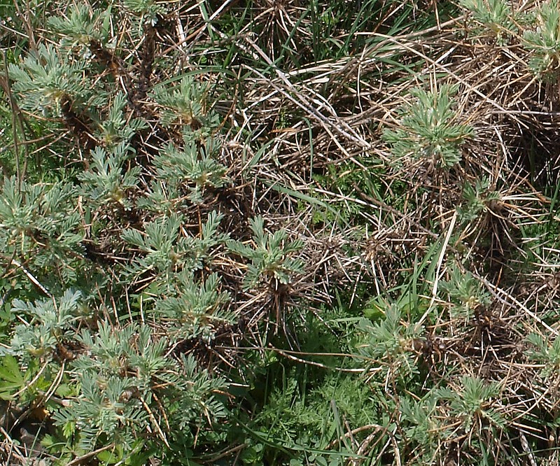 Image of Astragalus denudatus specimen.