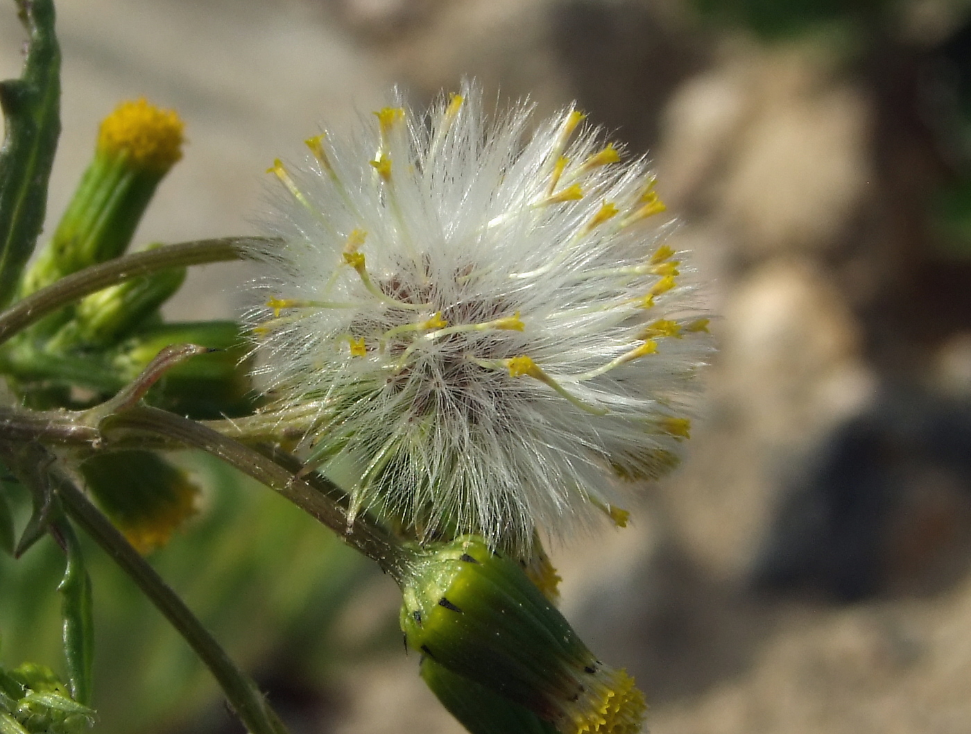 Image of Senecio vulgaris specimen.