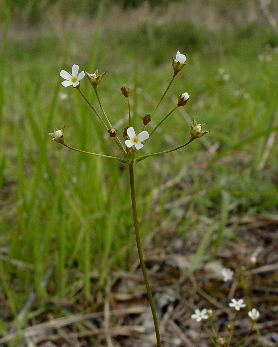 Image of Androsace septentrionalis specimen.