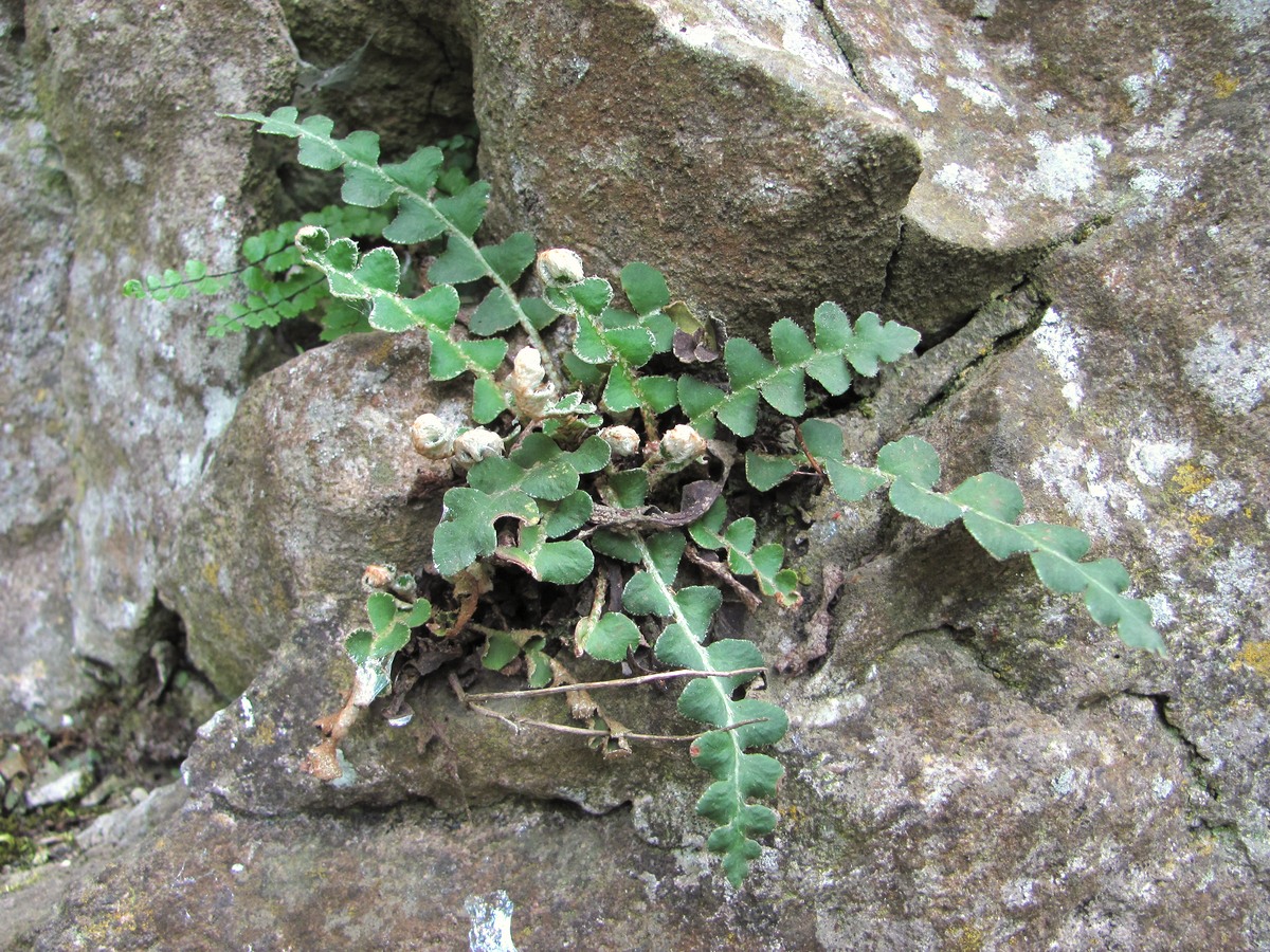 Изображение особи Ceterach officinarum.