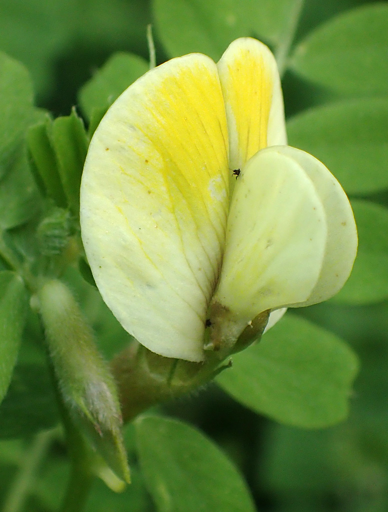 Image of Vicia hybrida specimen.