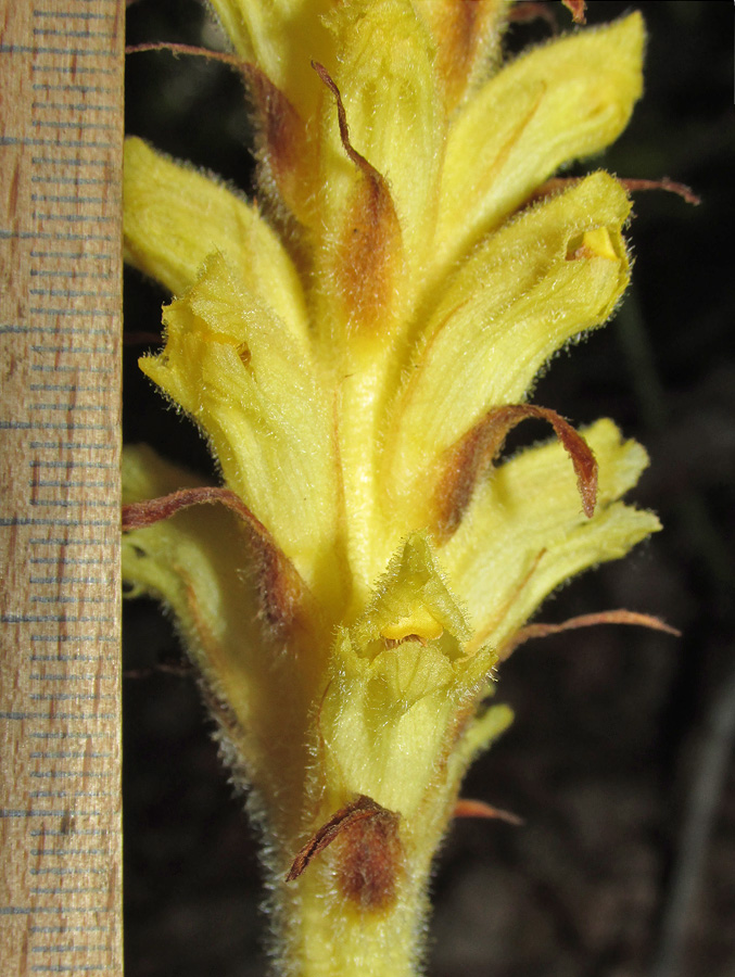 Image of Orobanche flava specimen.