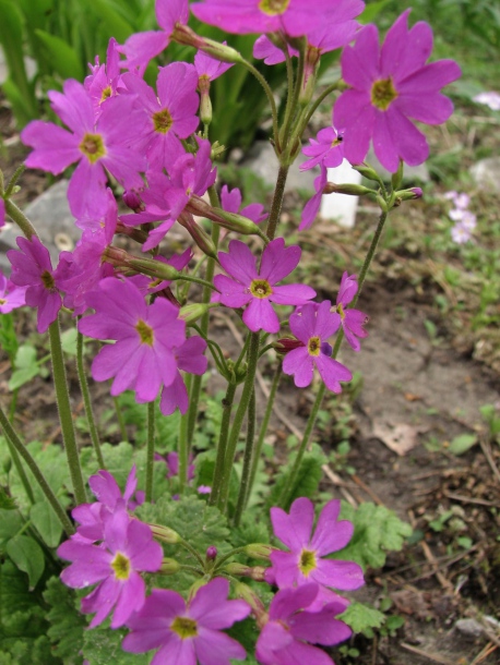 Image of Primula cortusoides specimen.