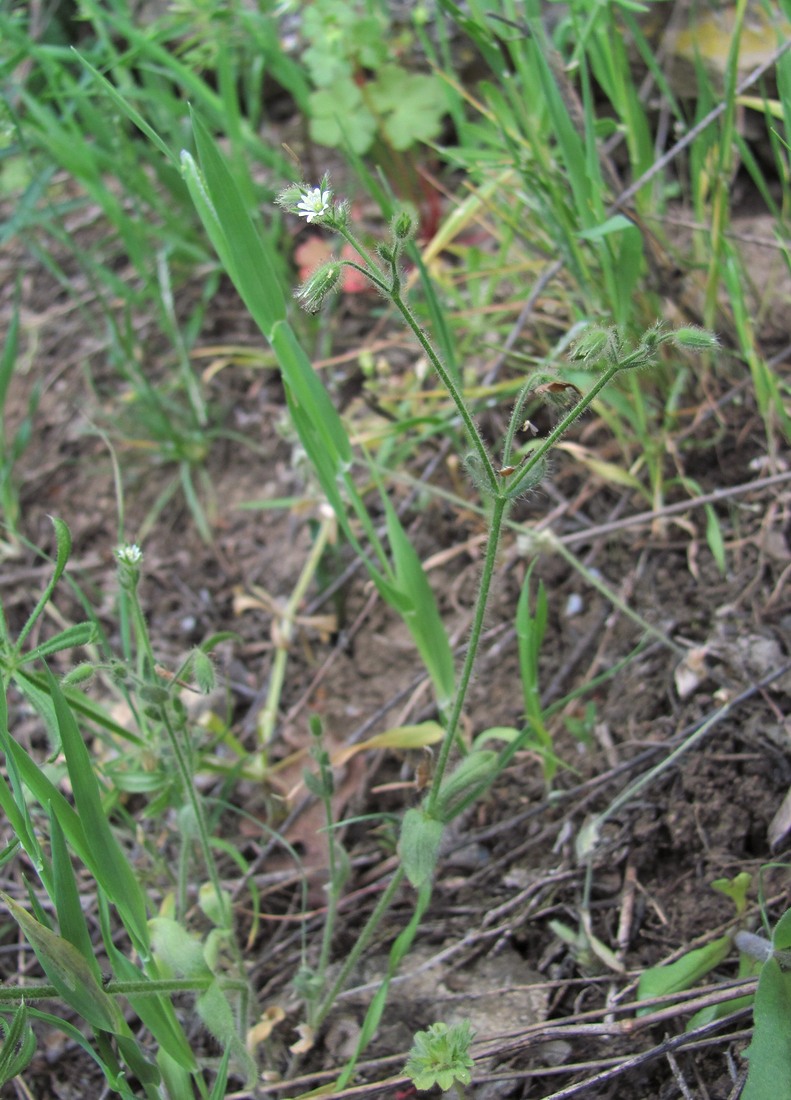 Изображение особи Cerastium brachypetalum ssp. tauricum.