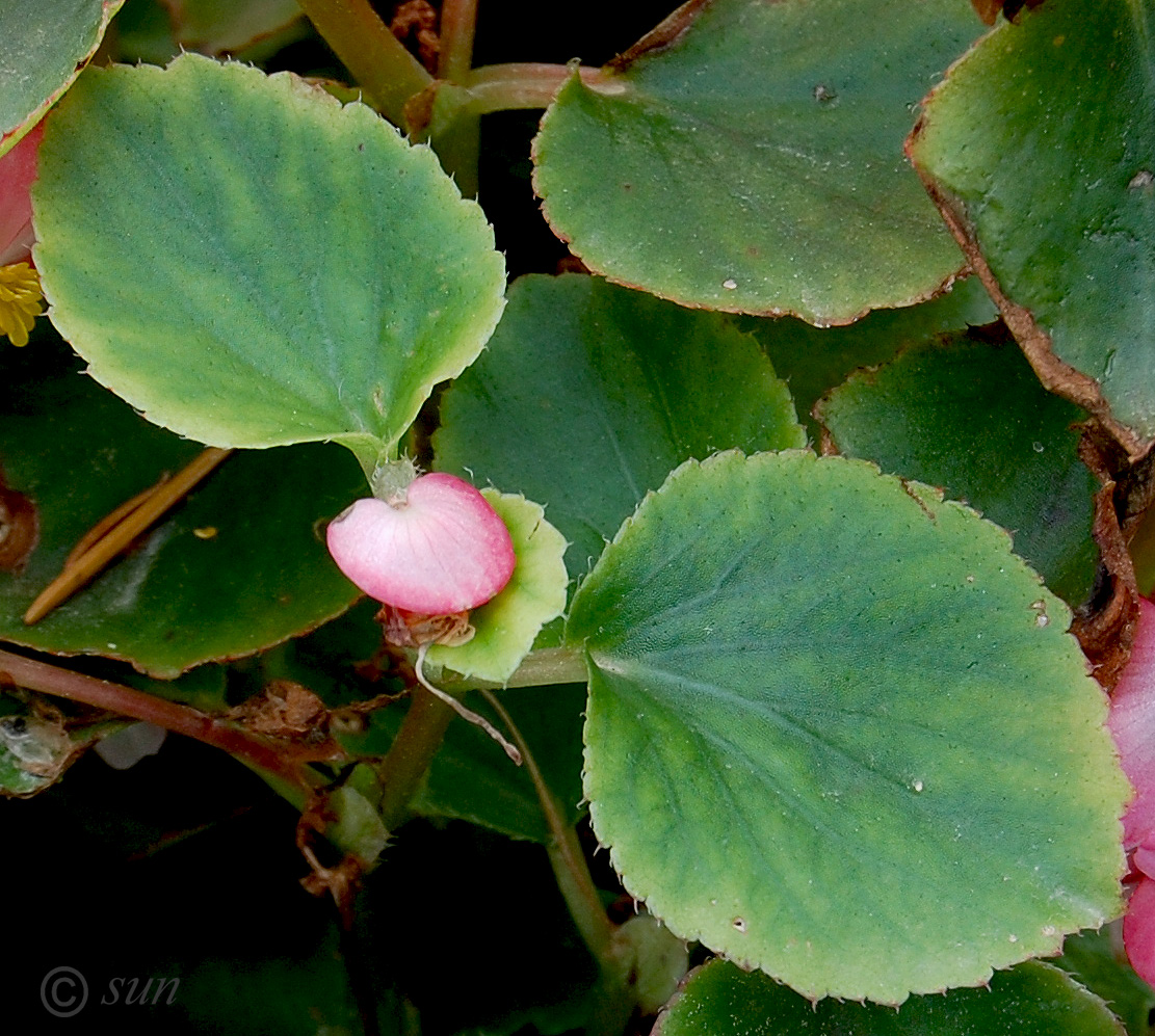 Image of Begonia &times; hortensis specimen.