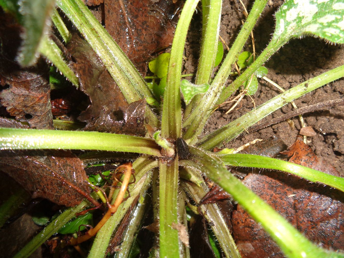 Image of Pulmonaria officinalis specimen.