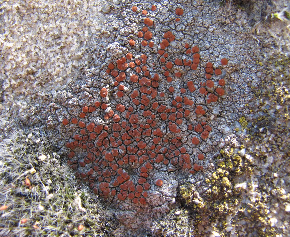 Image of genus Caloplaca specimen.