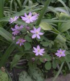 Thalictrum thalictroides