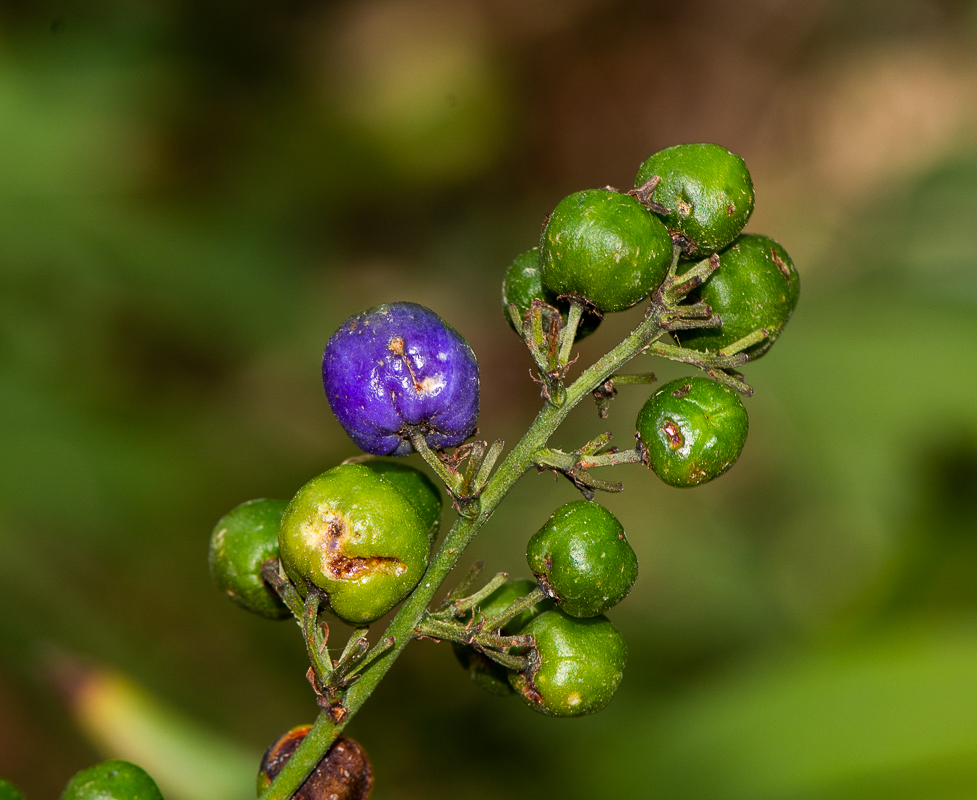 Изображение особи Dianella caerulea.