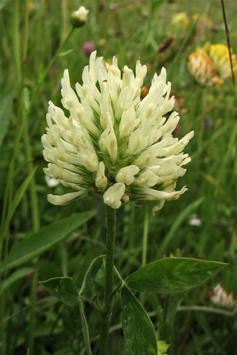 Image of Trifolium pannonicum specimen.