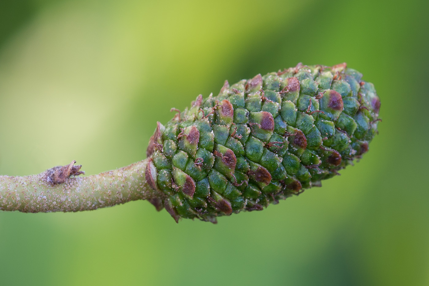 Изображение особи Alnus glutinosa.