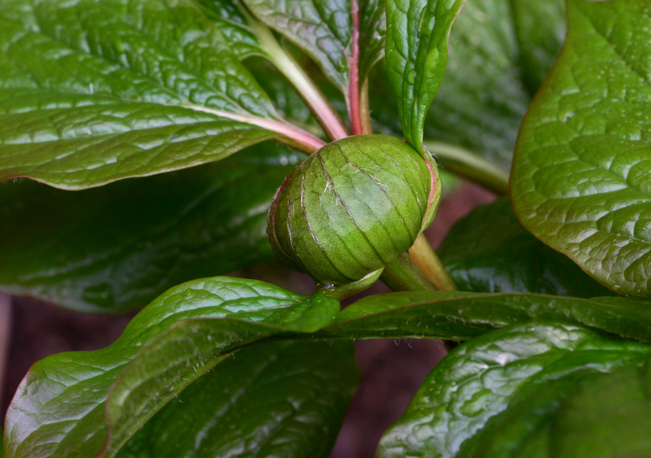 Image of Paeonia wittmanniana specimen.