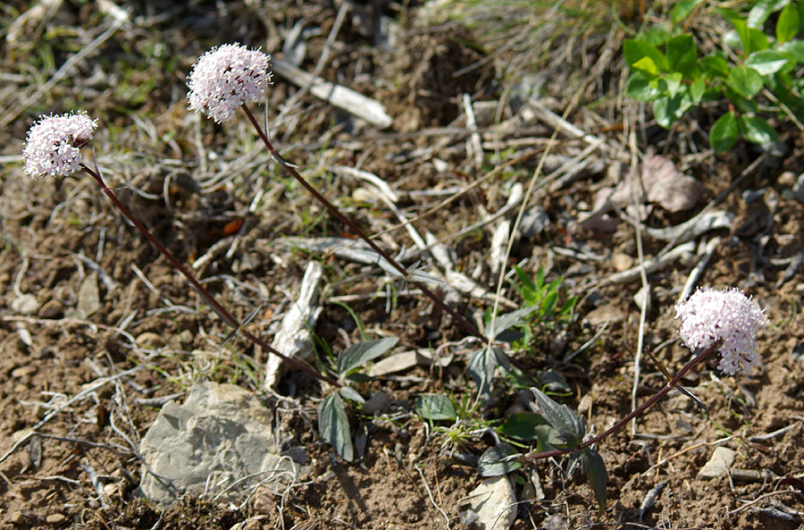 Image of Valeriana capitata specimen.