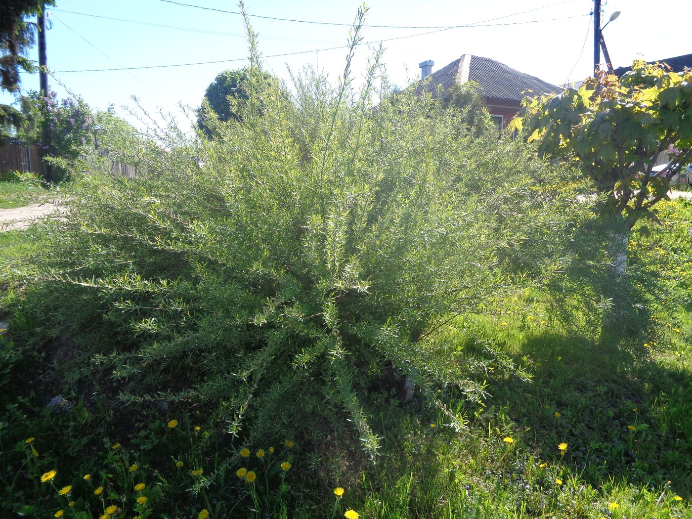 Изображение особи Salix purpurea.