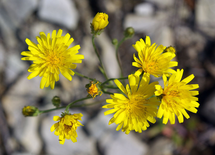 Image of Crepis tectorum specimen.