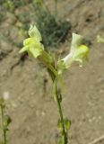 Linaria incompleta