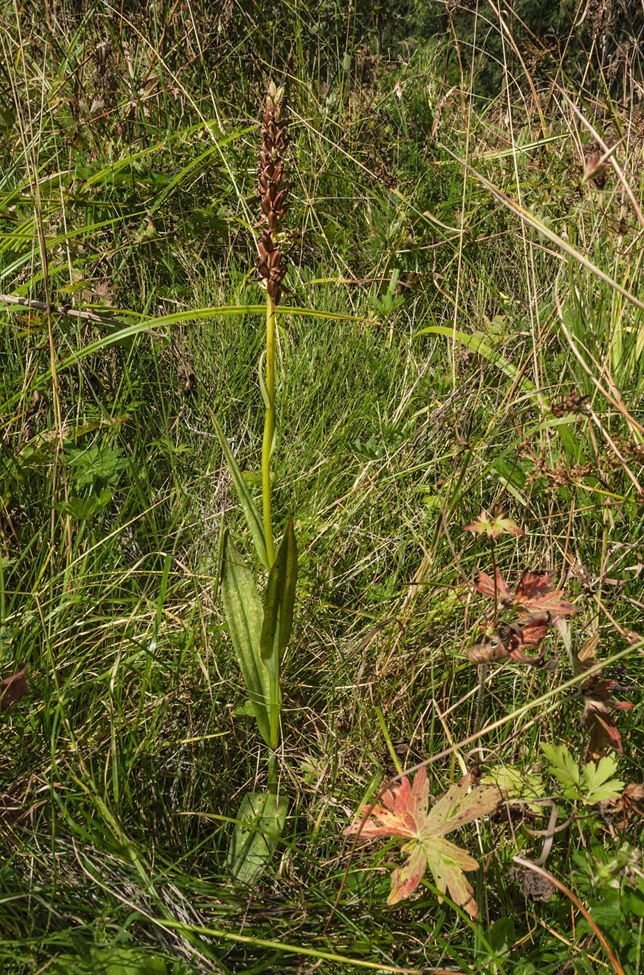 Изображение особи род Dactylorhiza.