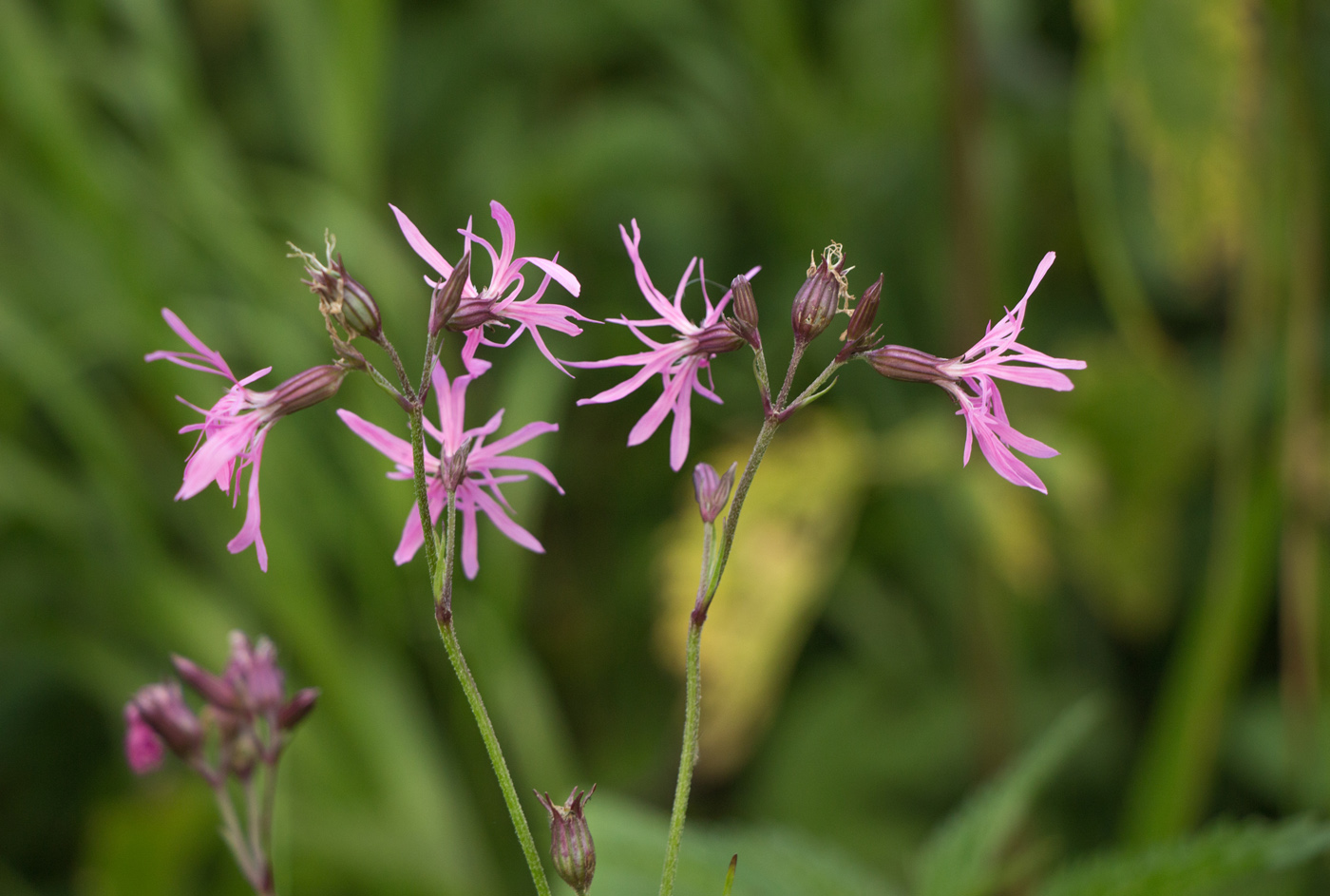 Изображение особи Coccyganthe flos-cuculi.