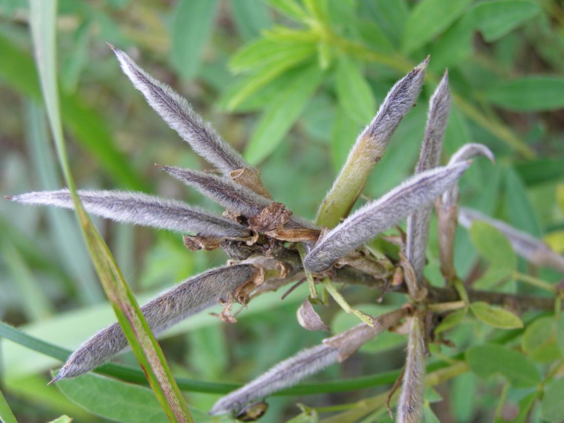 Изображение особи Chamaecytisus ruthenicus.