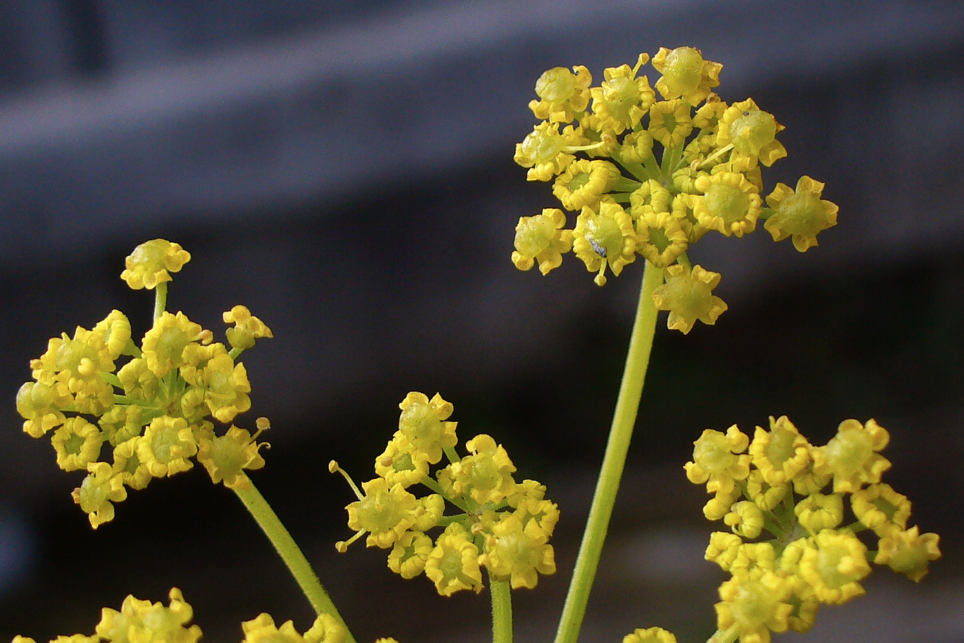 Изображение особи Pastinaca sylvestris.