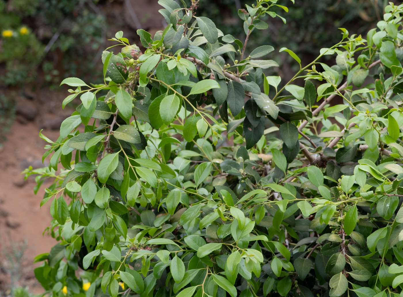 Изображение особи Maytenus canariensis.